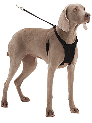 Mesh Anti Pull Harness Size: Small Neck (9-12"), Color: Black