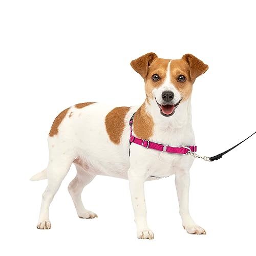 PetSafe Easy Walk No-Pull Dog Harness - The Ultimate Harness to Help Stop Pulling - Take Control & Teach Better Leash Manners - Helps Prevent Pets Pulling on Walks - Small, Raspberry/Gray