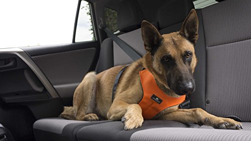 Sleepypod ClickIt Sport Crash-Tested Car Safety Dog Harness (Small, Orange Dream)