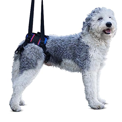 Walkin’ Lift Combo Rear Dog Harness, for Dogs with Arthritis, Senior Dogs and Pets Recovering from Surgery, for 21-24 inches Abdomen Girth