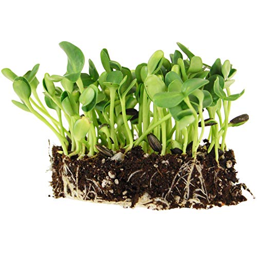 Whole Sunflower Sprouting Seeds: 4 Oz ~6,400 Seeds - Black Oil Sun Flower Seeds (Shell On): Microgreens, Sprouts, Flower Gardening - Sun Flower