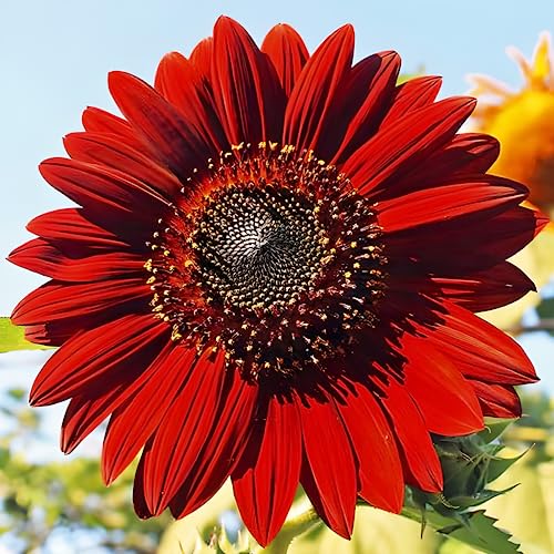 25 Red Velvet Queen Sunflower Seeds - Sunflower Seeds for Planting - Garden Plant - Sunflower Seeds - Garden Seed Sunflower Gifts - Non GMO Heirloom Sun Flower Seeds for Planting Outdoors