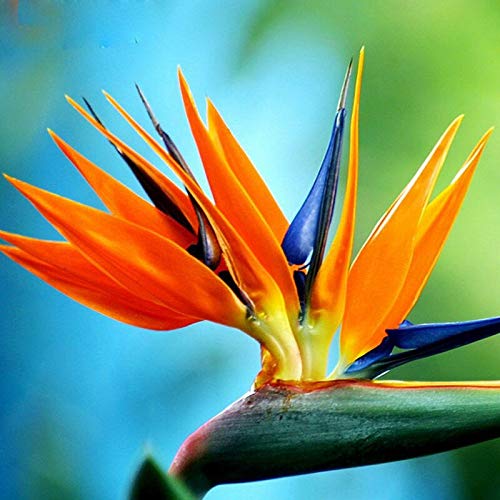 Bird of Paradise Seeds Strelitzia Royal Perennial Exotic Flowers for Planting Giant Non GMO 3 Seeds