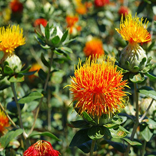 Outsidepride Carthamus Tinctorius Safflower Orange Herb Garden Plant Seeds - 100 Seeds