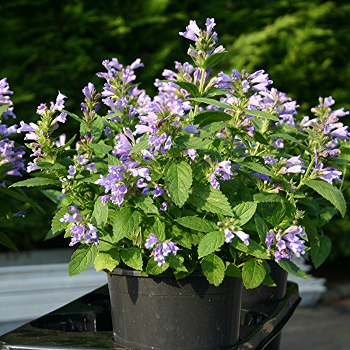 Park Seed Panther Dark Blue Japanese Catmint Seeds Cat Food Fragrant Flowers Compact Border Bright Flower, Pack of 50 Seeds