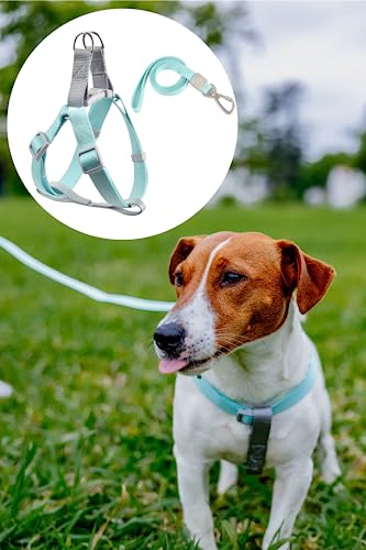 Pet Wellness Dog Leash & Harness Set - Easy Walk & No Pull Collars for Cairn Terriers, Border Terrier, Miniature Schnauzers, Pugs, Russell Terriers, Schipperkes, Jack Russell. Turquoise Color, L Size