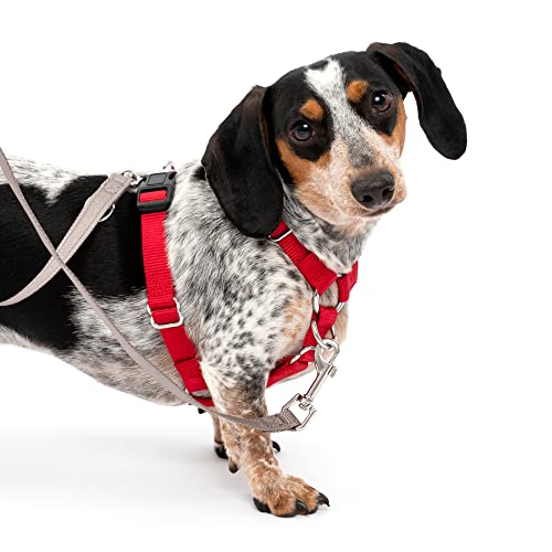 PetSafe Sure-Fit Dog Harness - Training Aid - Tactical Design Prevents Pressure on Throat - 2 Quick-Snap Buckles Simplify Slipping On & Off - 5 Adjustment Points Maximize Comfort & Fit - Red - S