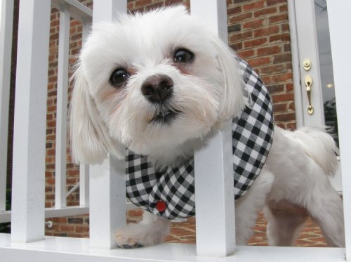 Puppy Bumpers Black and White Check up to 10" - Keep Dogs on Safe Side of The Fence - Made in USA - Fence Collar