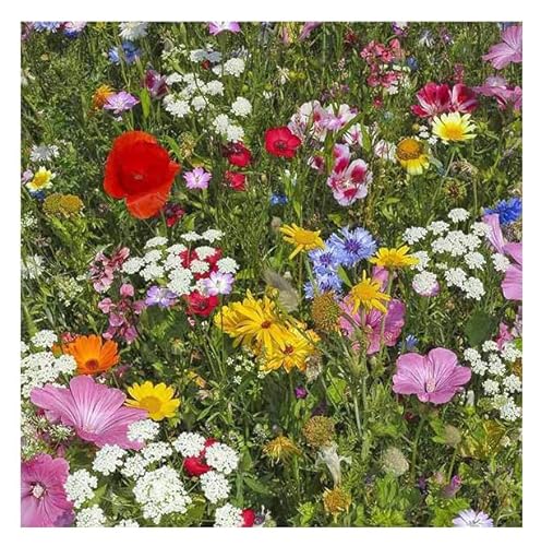 Sow in Fall! Wildflower Seed Mix,Mixed Wildflower Seeds Attract Bees,Attract Butterflies,Attracts Pollinators, for Home Garden&Container Garden(Wildflower Seeds-Hummingbird and Butterfly Mix,5g)