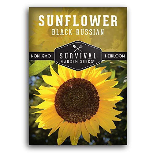 1 Pack Black Russian Sunflower Seed for Planting - Packet with Instructions to Grow Flowers for Oil or Bird Feed in Your Home Vegetable Garden - Non-GMO Heirloom Variety - Survival Garden Seeds