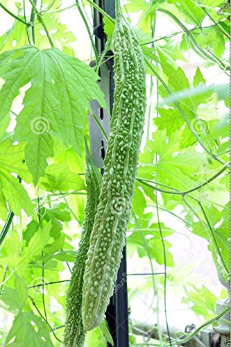 10 Seeds Bitter Gourd Seeds, Japanese Long (Asian Vegetable) Harvested Young At 10-13"