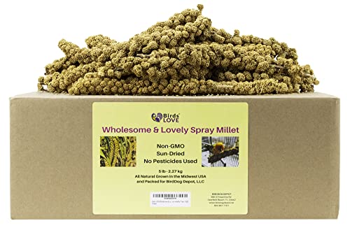 Birds LOVE Wholesome & Lovely Spray Millet Non-GMO No Pesticide (No Stems Only Edible Tops) for Parrots Birds Cockatiel Lovebird Keets Finch Canary All Parrots Healthy Treat-5lbs…