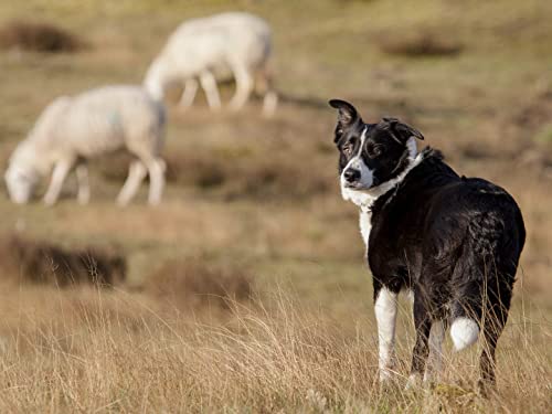 Border Collies