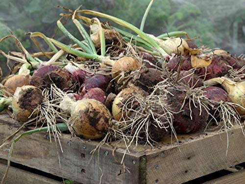 Onions
