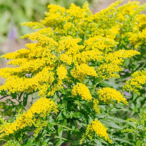 Outsidepride Solidago Stiff Goldenrod Herb, Wildlife Food & Habitat, Wild Flower - 5000 Seeds