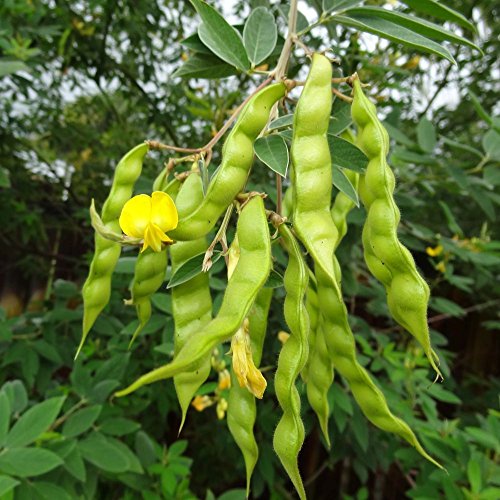 Pigeon Pea (Grandules), Puerto Rico Beans, Congo Pea Garden Vegetable - 25 Seeds