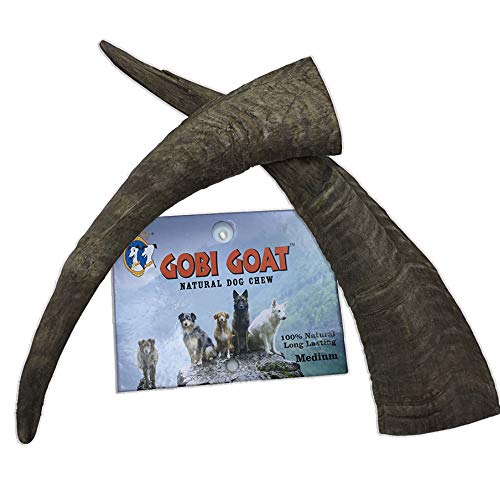 QT Dog Gobi Goat Horn Medium - 2 Pack, Brown