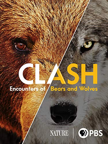 Clash: Encounters of Bears and Wolves