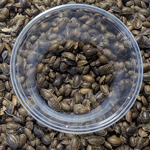 DBDPet Premium Live Dubia Roaches 100ct Medium (0.45-0.70") - Bearded Dragon, Leopard Gecko, Phelsuma, Chameleon, and Other Small Reptile Food - Includes a Caresheet