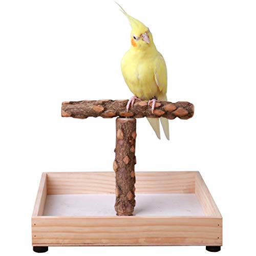 KINTOR Bird Stand Tabletop,Portable Tee Stand, Parrot Play Stand Perch Gym for Small Medium Parrot (T Stand)