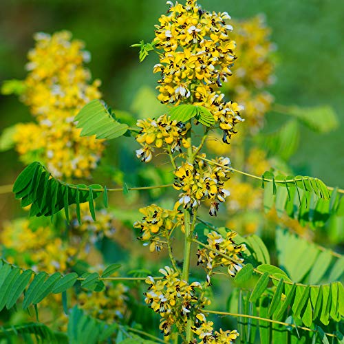 Outsidepride Wild Senna Perennial Medicinal Herb Garden & Pollinator Plant & Bird Food Source - 100 Seeds