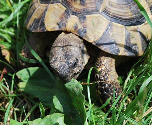 Russian Tortoise Forage Mix Seeds Grow Tort & Herbivore Fodder Plot bin281 (600 Seeds, or 1 Gram)