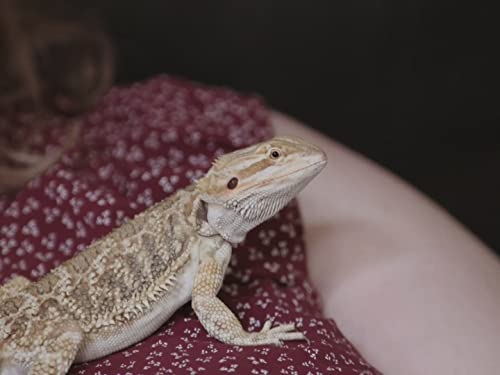 The Incredible Bearded Dragons!