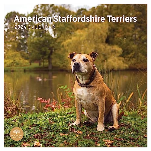 2024 American Staffordshire Bull Terriers Monthly Wall Calendar by Bright Day, 12 x 12 Inch Cute Dog Breed Gift