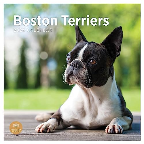 2024 Boston Terriers Monthly Wall Calendar by Bright Day, 12 x 12 Inch Cute Dog Breed Gift