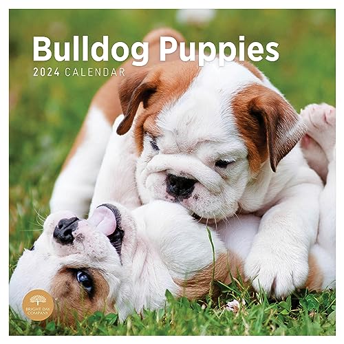 2024 Bulldog Puppies Monthly Wall Calendar by Bright Day, 12 x 12 Inch Cute Dog Breed Gift