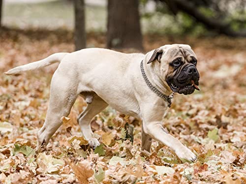 Bullmastiff