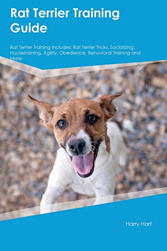 Rat Terrier Training Guide Rat Terrier Training Includes: Rat Terrier Tricks, Socializing, Housetraining, Agility, Obedience, Behavioral Training and More