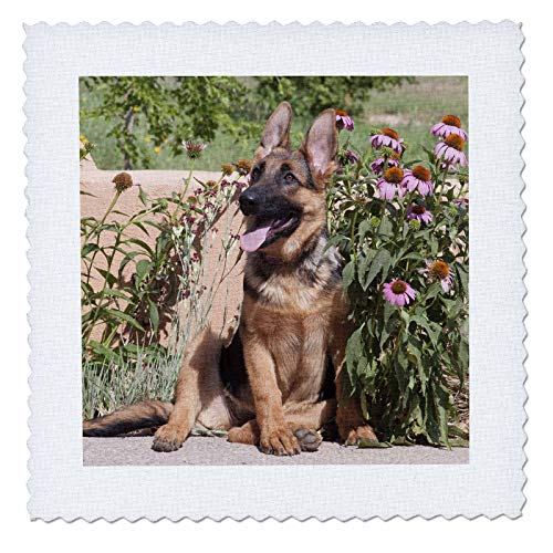 3dRose 12x12 inch Quilt Square, German Shepherd Puppy, PR