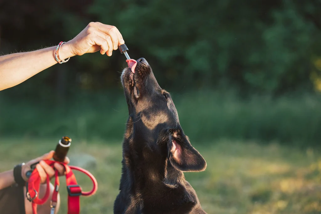 The Ultimate Guide to Being a Student Dog Owner: Balancing Studies and Pet Parenthood