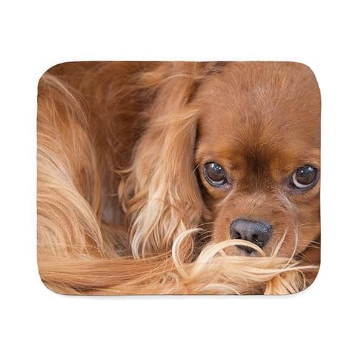 CafePress Sweet Friend Ruby Cavalier King Charles Spaniel Sh Sherpa Fleece Throw Blanket 60" L x 50" W