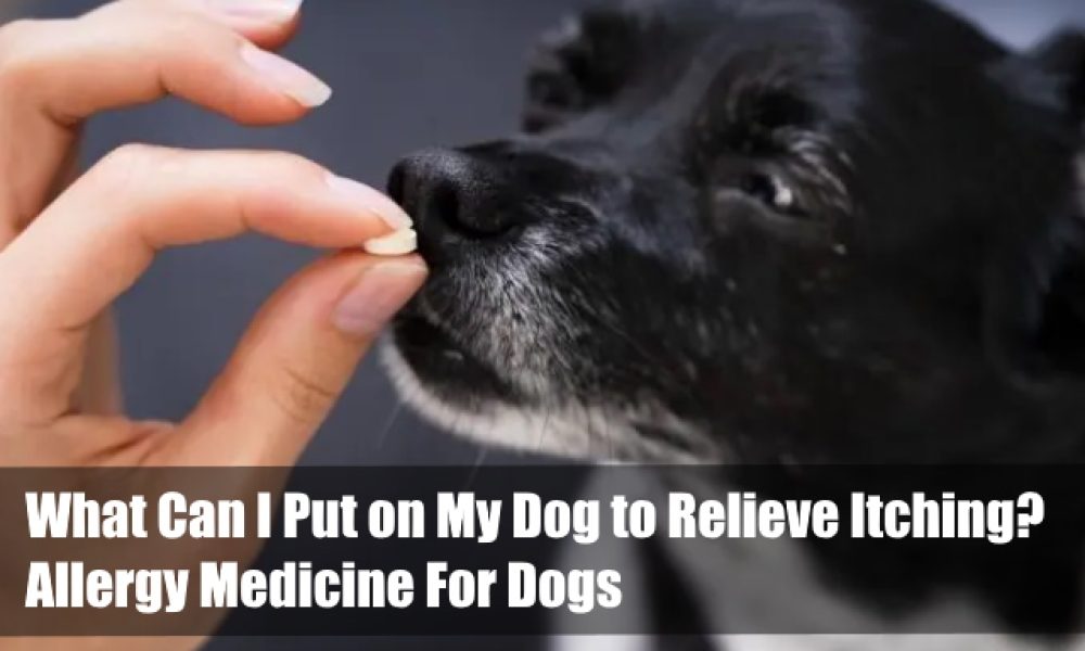 Allergy Medicine For Dogs