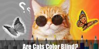 Are Cats Color Blind