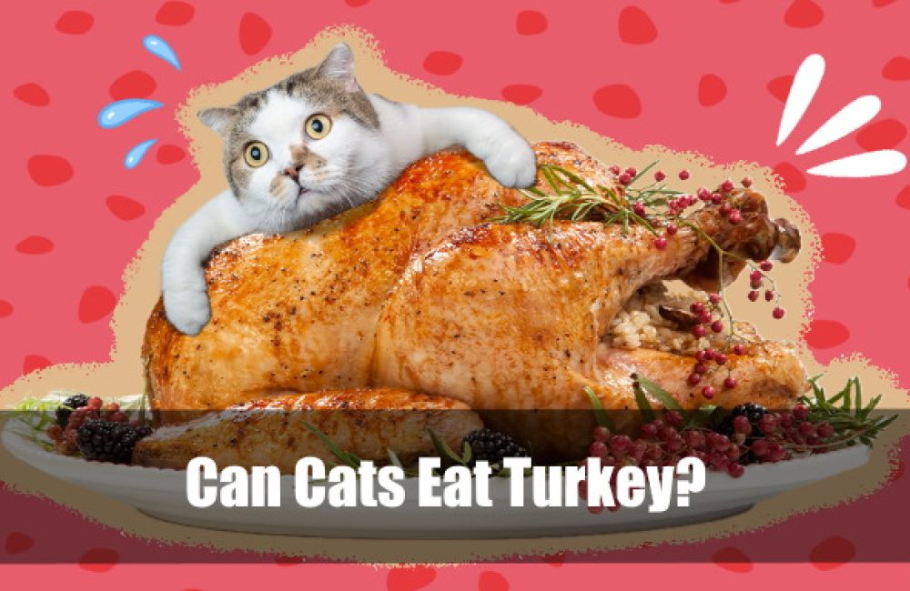 Can Cats Eat Turkey