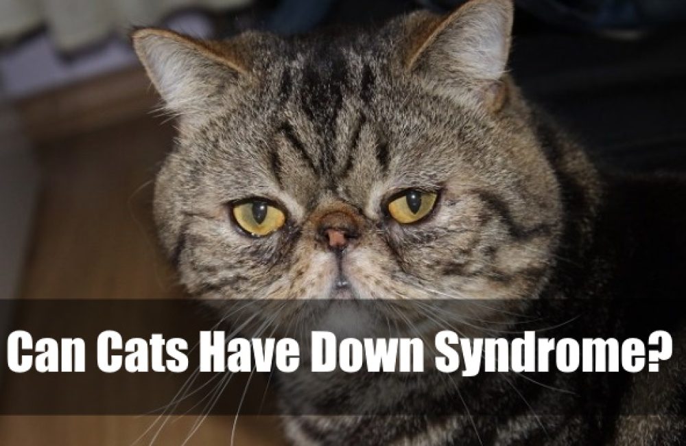 Can Cats Have Down Syndrome