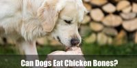 Can Dogs Eat Chicken Bones