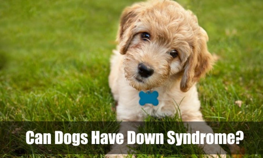 Can Dogs Have Down Syndrome