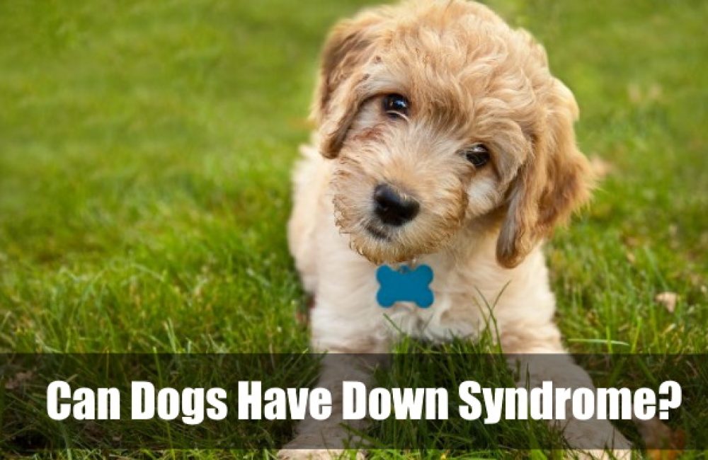 Can Dogs Have Down Syndrome