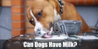 Can Dogs Have Milk