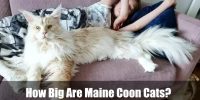 How Big Are Maine Coon Cats