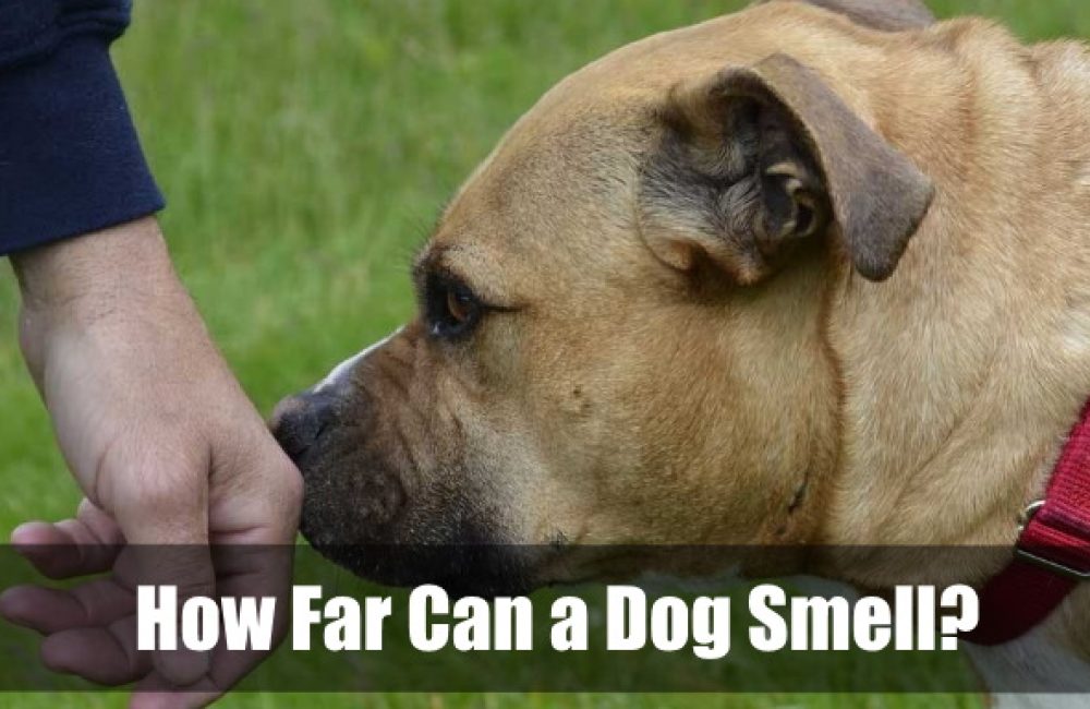 How Far Can a Dog Smell