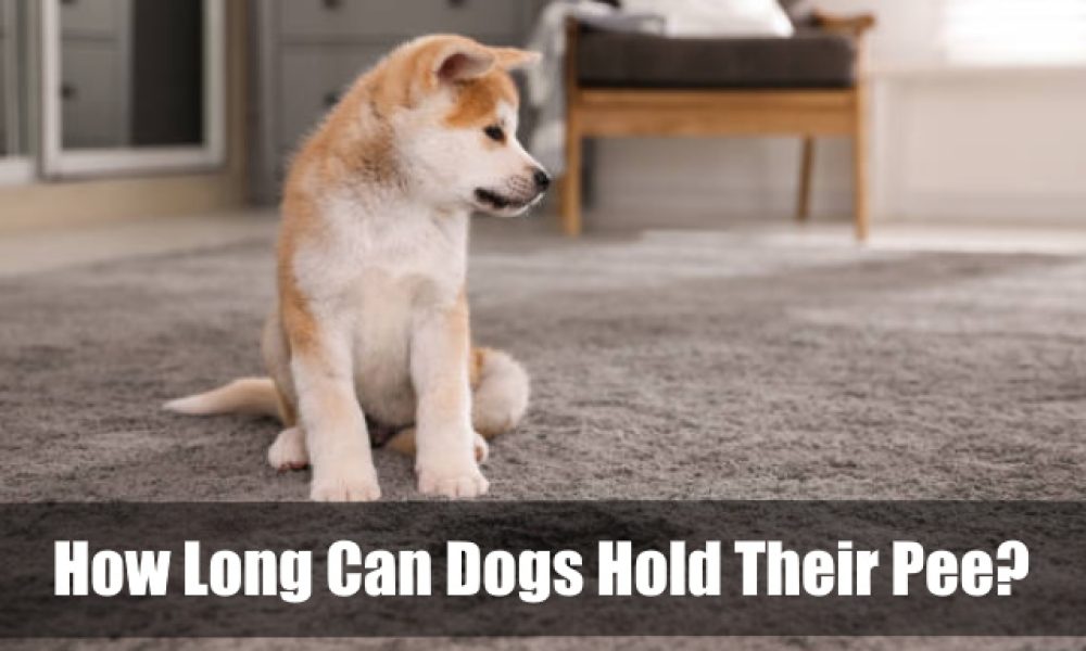How Long Can Dogs Hold Their Pee