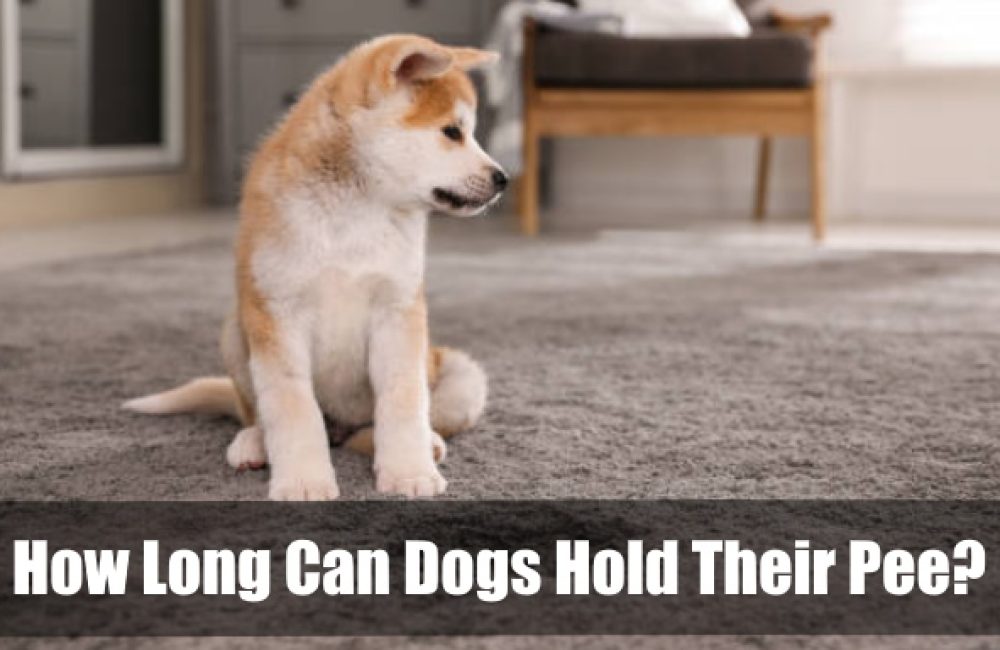 How Long Can Dogs Hold Their Pee