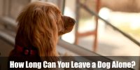 How Long Can You Leave a Dog Alone
