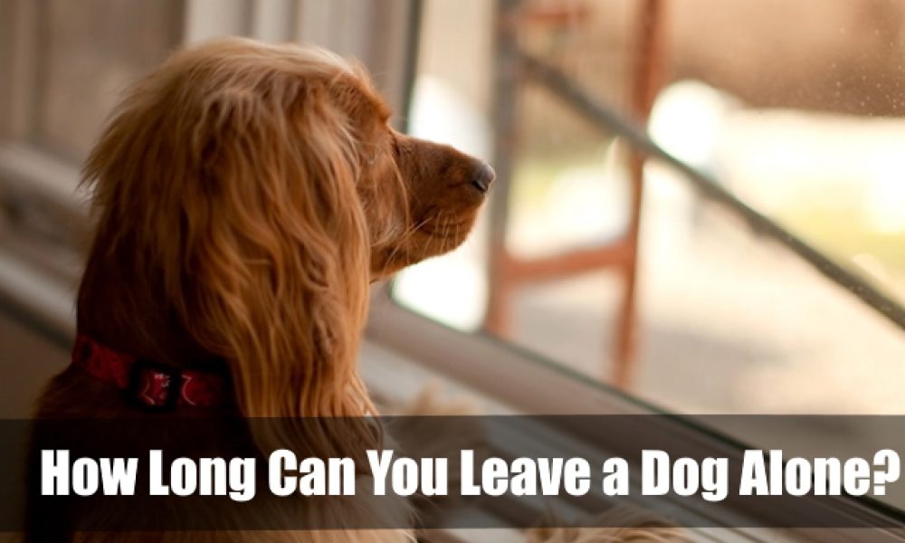 How Long Can You Leave a Dog Alone