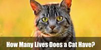 How Many Lives Does a Cat Have